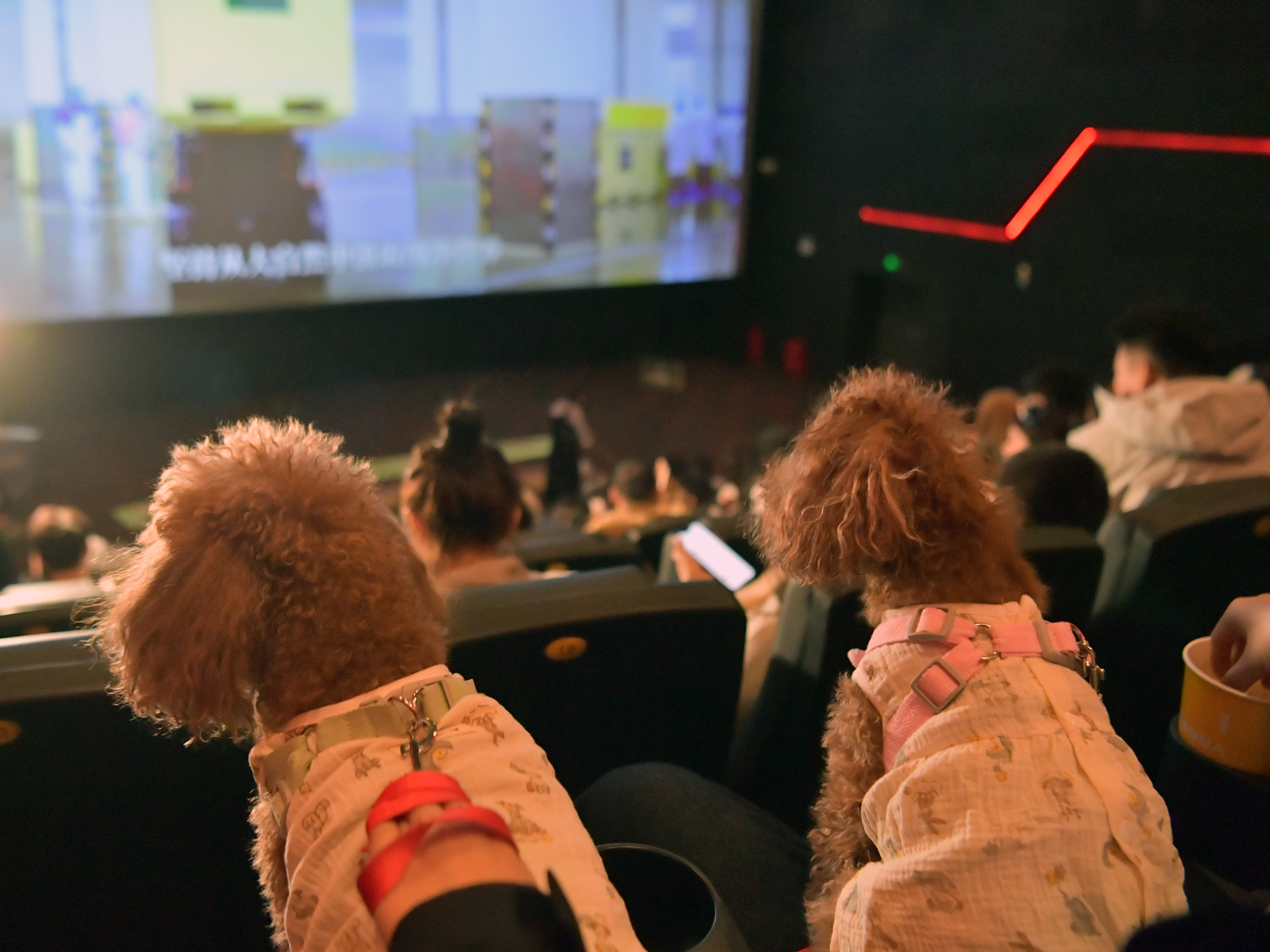 '주토피아 2'로 인한 반려동물 전용 상영회가 인기