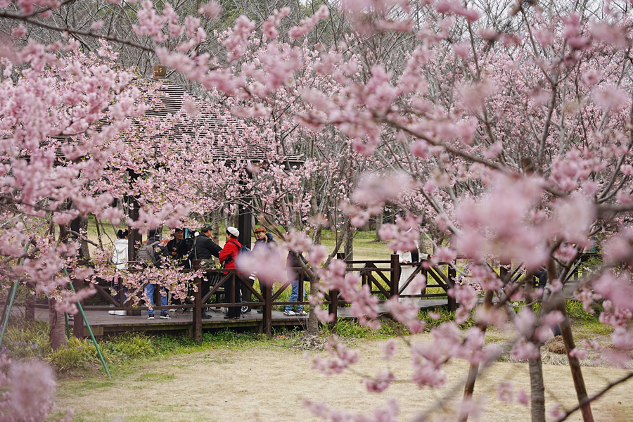 2026 상하이 벚꽃축제 공식 개막