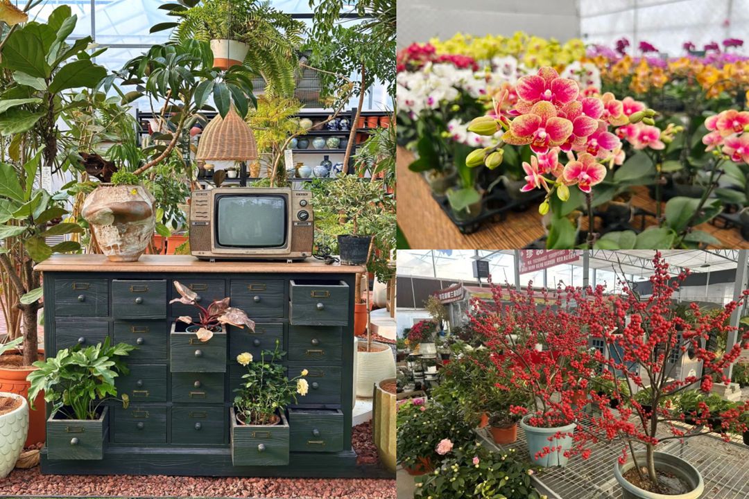 2026 상하이 춘절·원소절맞이 꽃시장 한눈에 보기