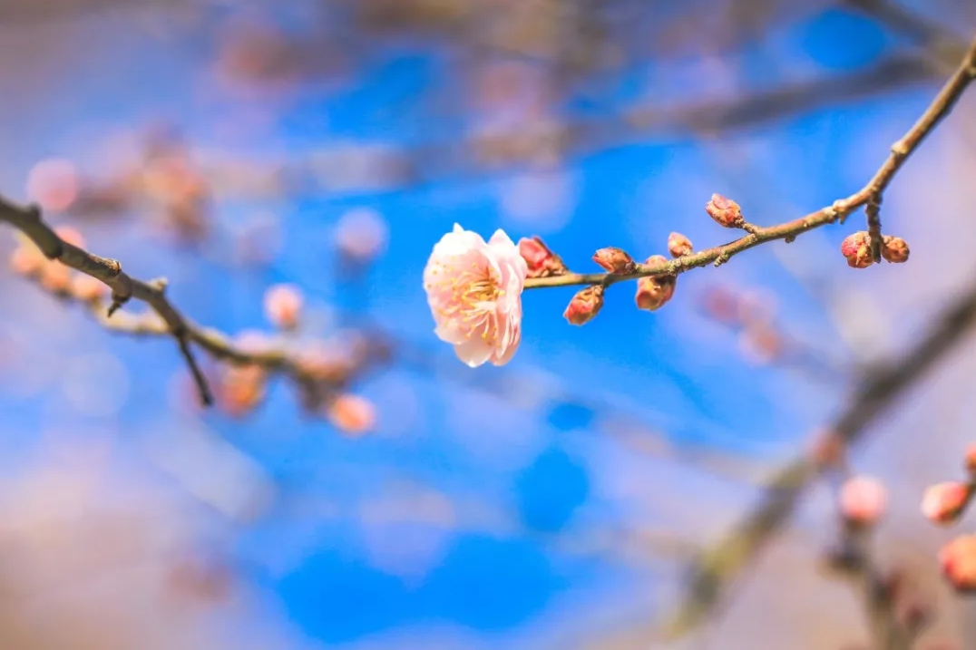 2026년 첫 매화꽃 피었다	