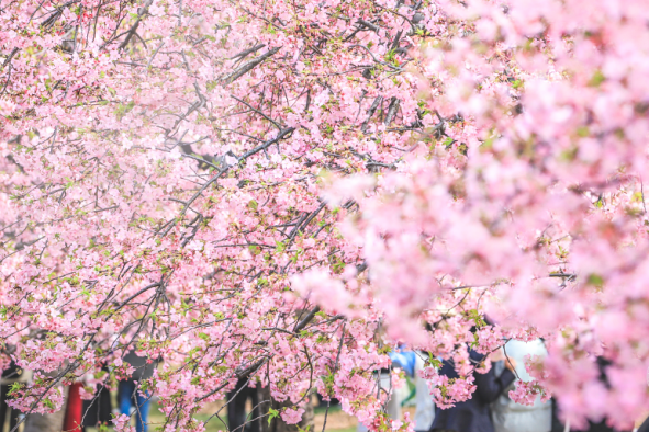 상하이 꽃구경 명소